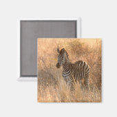 Zebra foal in morning sunrise photo マグネット (正面/裏面)