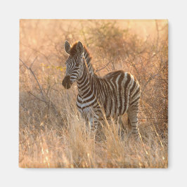 Zebra foal in morning sunrise photo マグネット