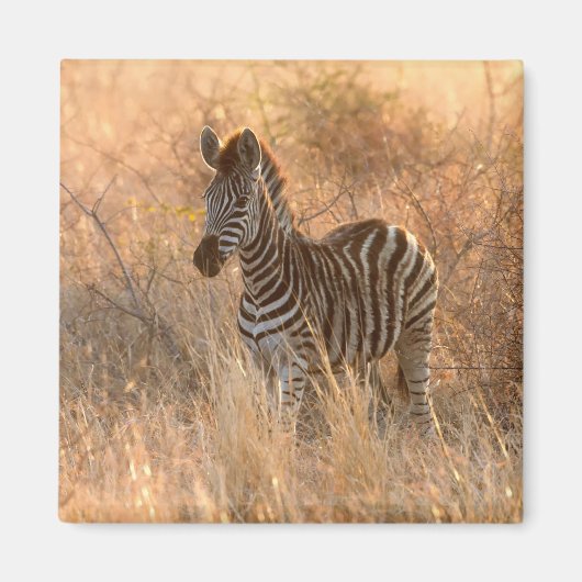 Zebra foal in morning sunrise photo マグネット (正面)