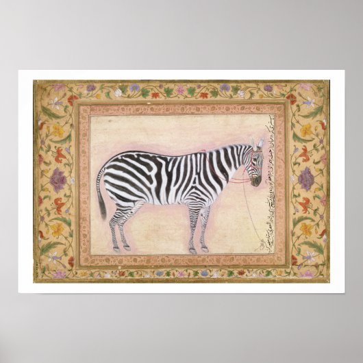 Zebra, from the 'Minto Album', 1621 (gouache on pa ポスター (正面)