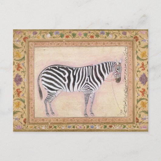 Zebra, from the 'Minto Album', 1621 (gouache on pa ポストカード (正面)