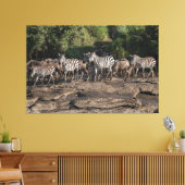 Zebra Herd Natural African Setting Metal Print キャンバスプリント (インサイチュ (リビング))