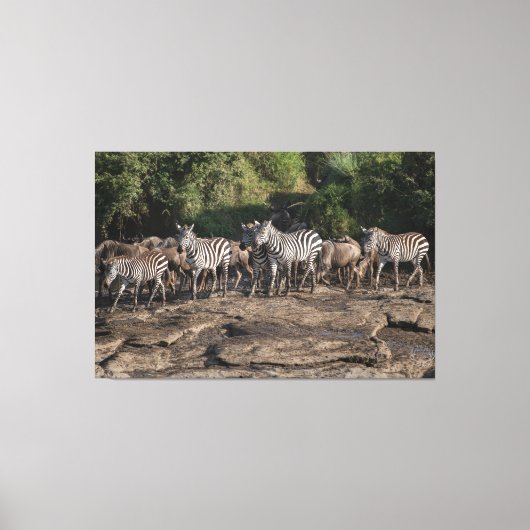 Zebra Herd Natural African Setting Metal Print キャンバスプリント (正面)