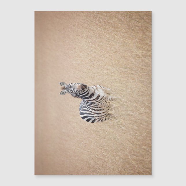 Zebra in high grass (正面)