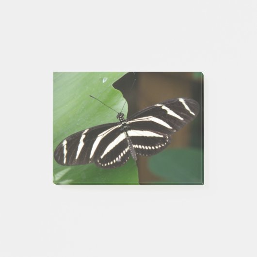 Zebra Longwingかわいらし Butterfly Post it notes ポストイット (正面)