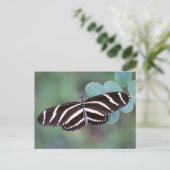 Zebra Longwing Butterflyフォトポストカード ポストカード (スタンド正面)
