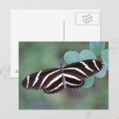 Zebra Longwing Butterflyフォトポストカード ポストカード (正面/裏面)