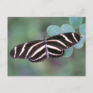 Zebra Longwing Butterflyフォトポストカード ポストカード