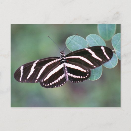 Zebra Longwing Butterflyフォトポストカード ポストカード (正面)