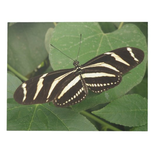 Zebra Longwing Butterflyメモ帳 ノートパッド (正面)
