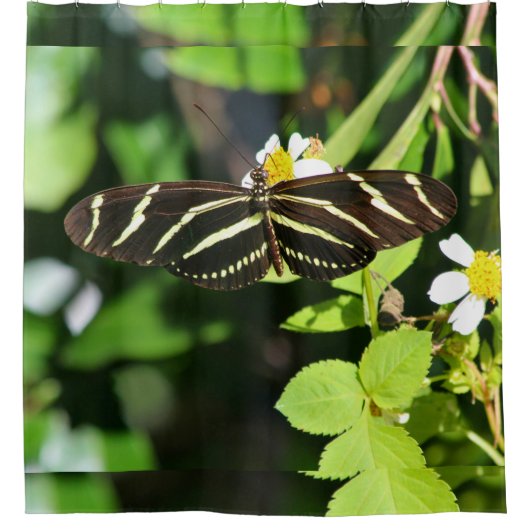 Zebra Longwing Butterfly シャワーカーテン (正面)