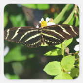 Zebra Longwing Butterfly スクエアシール (正面)
