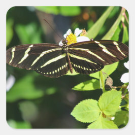 Zebra Longwing Butterfly スクエアシール