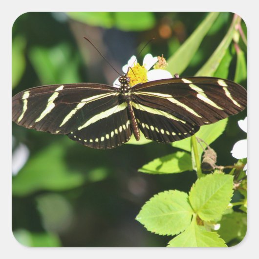 Zebra Longwing Butterfly スクエアシール (正面)