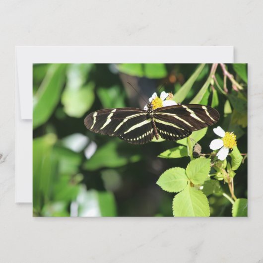 Zebra Longwing Butterfly ノートカード (正面)