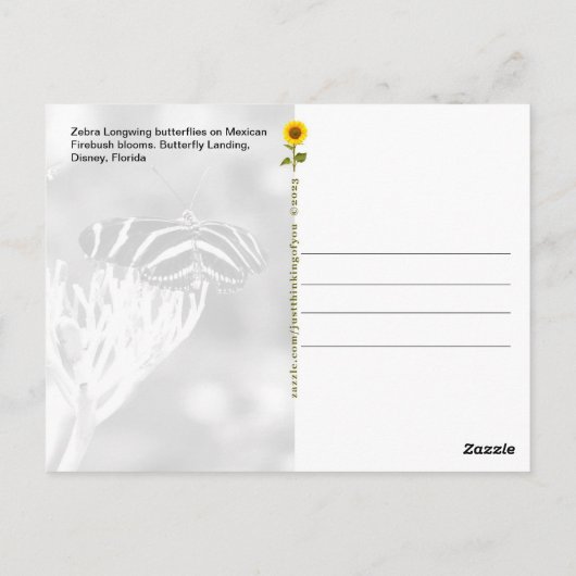 Zebra Longwing Chairs, FL – はがき (裏面)