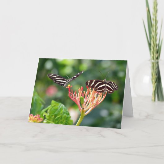 Zebra Longwing Chairs, FL – カード (正面)