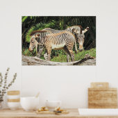 Zebra Mom & Foal 36 x 24 Photo Poster ポスター (キッチン)