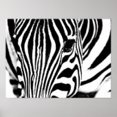 Zebra portrait black and white photo ポスター (正面)