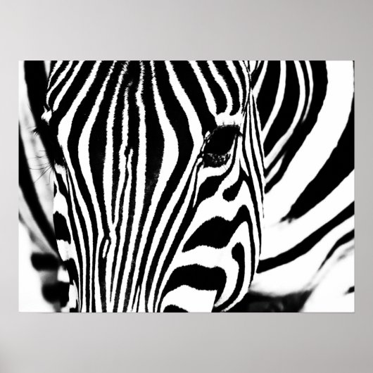 Zebra portrait black and white photo ポスター (正面)
