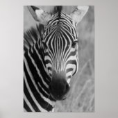 zebra poster FROM 8.99 ポスター (正面)