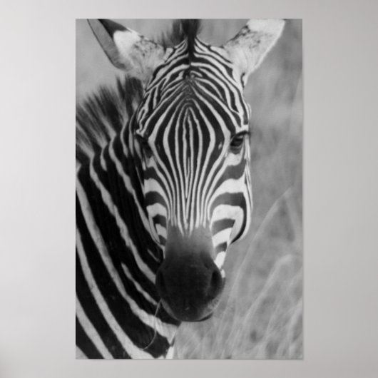 zebra poster FROM 8.99 ポスター (正面)