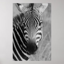 zebra poster FROM 8.99 ポスター
