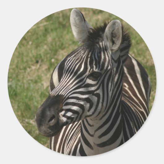 Zebra sticker ラウンドシール (正面)