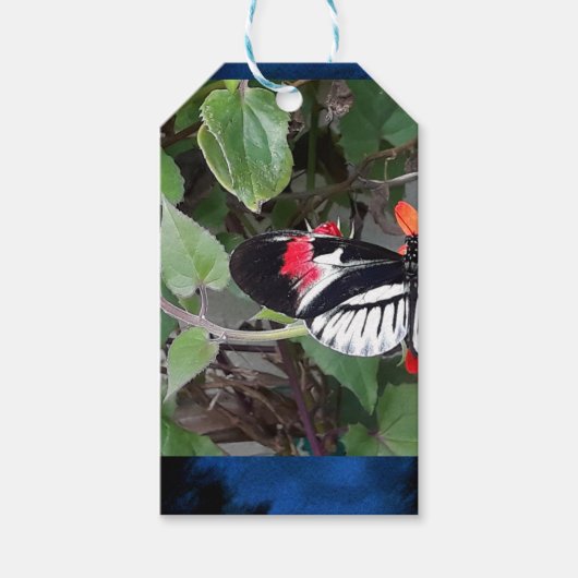 Zebra tail butterfly ギフトタグ (正面)