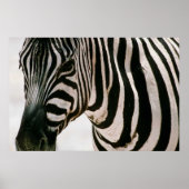 Zebra up close & striped black and white pattern ポスター (正面)
