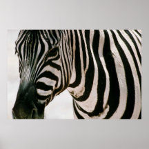 Zebra up close & striped black and white pattern