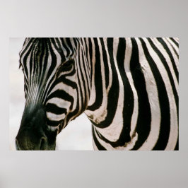 Zebra up close & striped black and white pattern ポスター