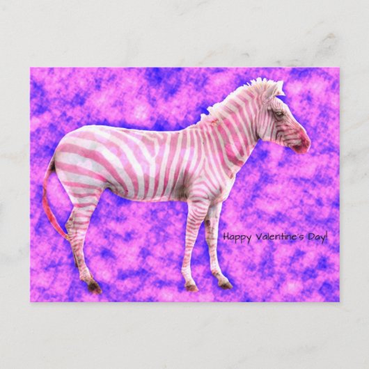 Zebra Valentines Day ポストカード (正面)
