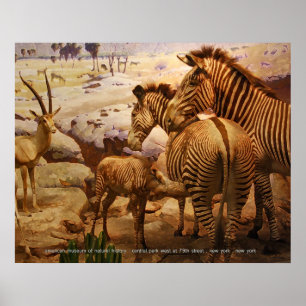 zebras at the american museum of natural history ポスター