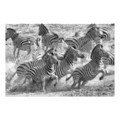 Zebras running フォトプリント            (正面)