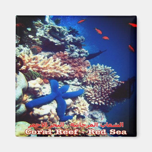 zEG033 EGYPT, Red Sea, Coral Reef,冷蔵庫 マグネット (正面)