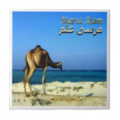 zEG047 MARSA ALAM，紅海，エジプト， タイル (正面)