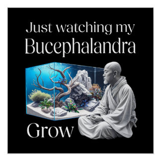Zen and Bucephalandra – The Art of Aquascaping ポスター