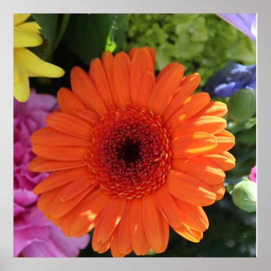 Zinnia ポスター (正面)