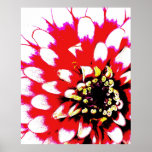 Zinnia Pop Art Poster ポスター<br><div class="desc">Beautiful photographic digital art poster you will love hanging in your home! This poster features a zinnia blossom in red,  pink,  white,  black,  and yellow in bright pop art style.Digital art from artist's original photograph.Choose your favorite size and paper type! www.kdstewart.net</div>