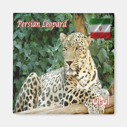 zIR006 PERSIAN LEOPARD、イラン、アジア、冷蔵庫 マグネット (正面)