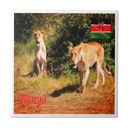 zKE005 KENYA、Lions、Africa、 タイル (正面)