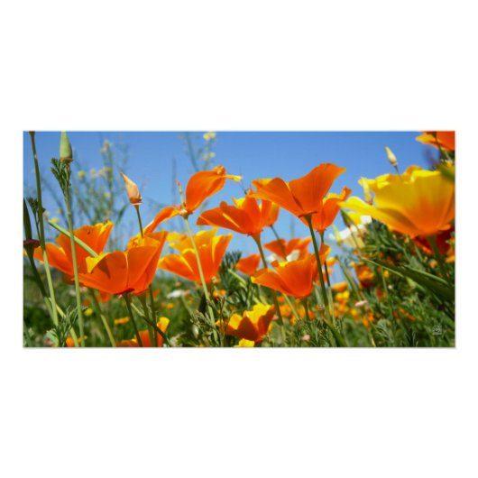 Zomers gevoel van wilde oranje bloemen. ポスター (正面)