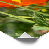 Zomers gevoel van wilde oranje bloemen. ポスター (コーナー)