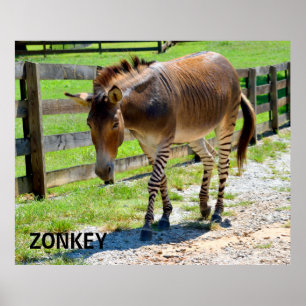Zonkeyの部品のシマウマおよびろば ポスター
