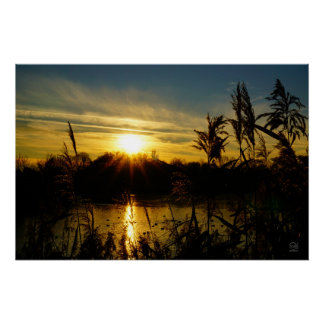 Zonsondergang bij een meertje met rietpluimen. ポスター