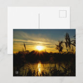 Zonsondergang bij een meertje met rietpluimen. ポストカード (正面/裏面)