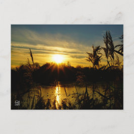 Zonsondergang bij een meertje met rietpluimen. ポストカード