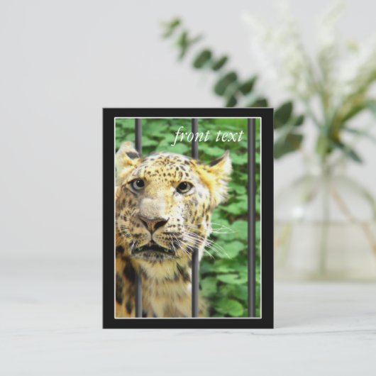 Zooでのミス 招待状 (スタンド正面)