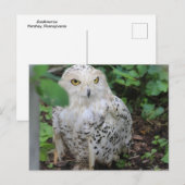 ZooAmericaのスノーフクロウ ポストカード (正面/裏面)